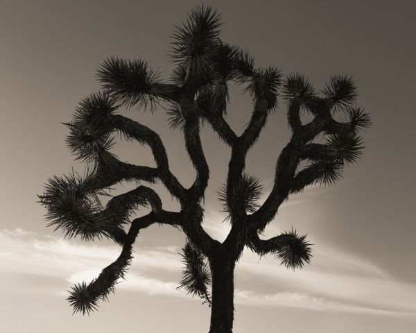 © Ruben van Schalm - The Shape of Dreams