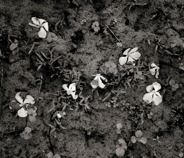 © Shahria Sharmin - Untitled