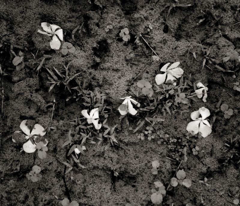 © Shahria Sharmin - Untitled