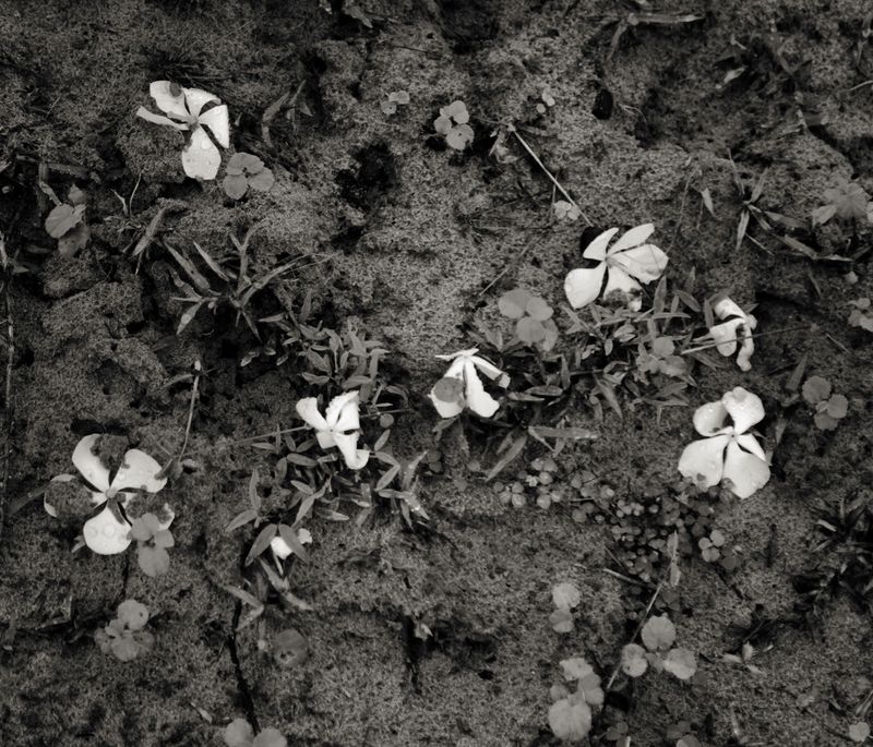 © Shahria Sharmin - Untitled