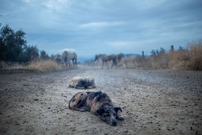 © Susana Giron - Image from the Spanish nomads photography project