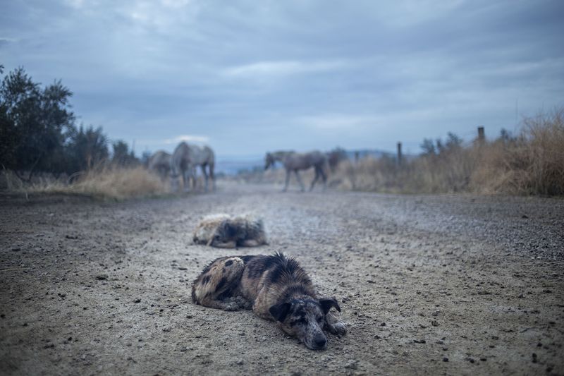 © Susana Giron - Image from the Spanish nomads photography project