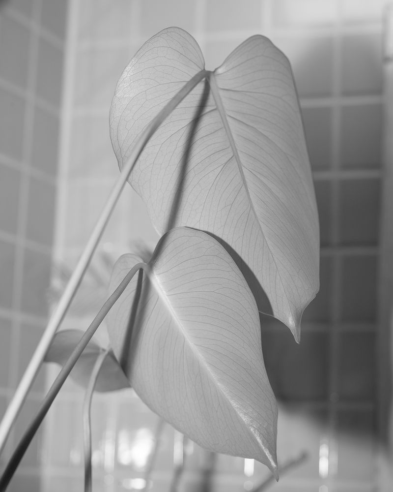 © Sammie Correa - Mama's Monstera, 2024