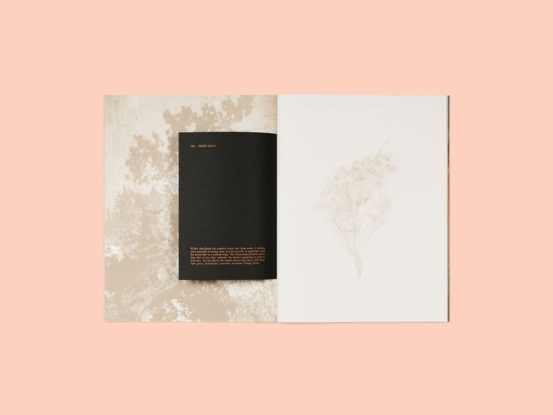 Image from a project on PhMuseum