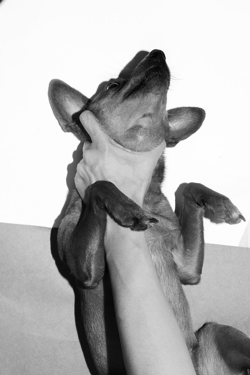 © Alexandra Soldatova - Image from the The great dog photography project