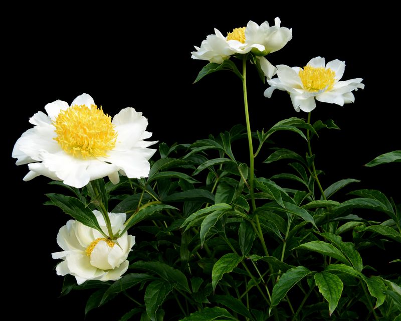 © Paula McCartney - Summer garden 2