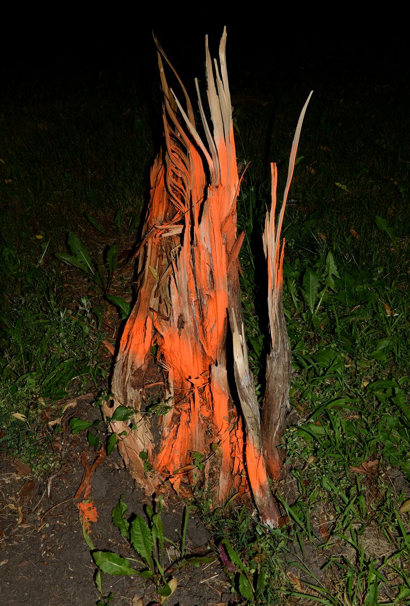 © Paula McCartney - Burning stump