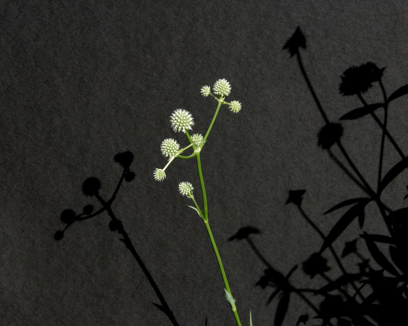 © Paula McCartney - Flourish
