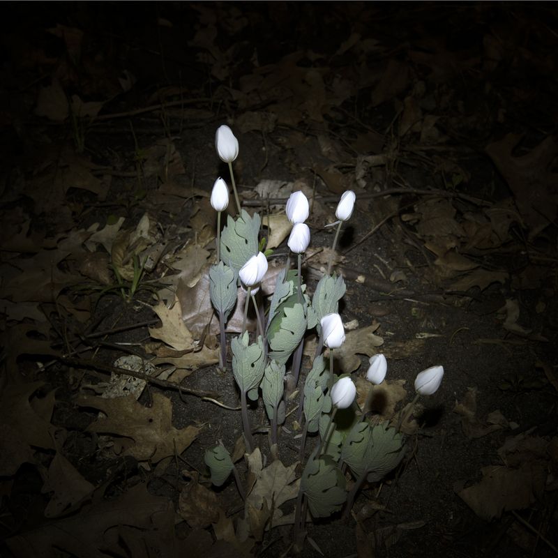© Paula McCartney - Bloodroot