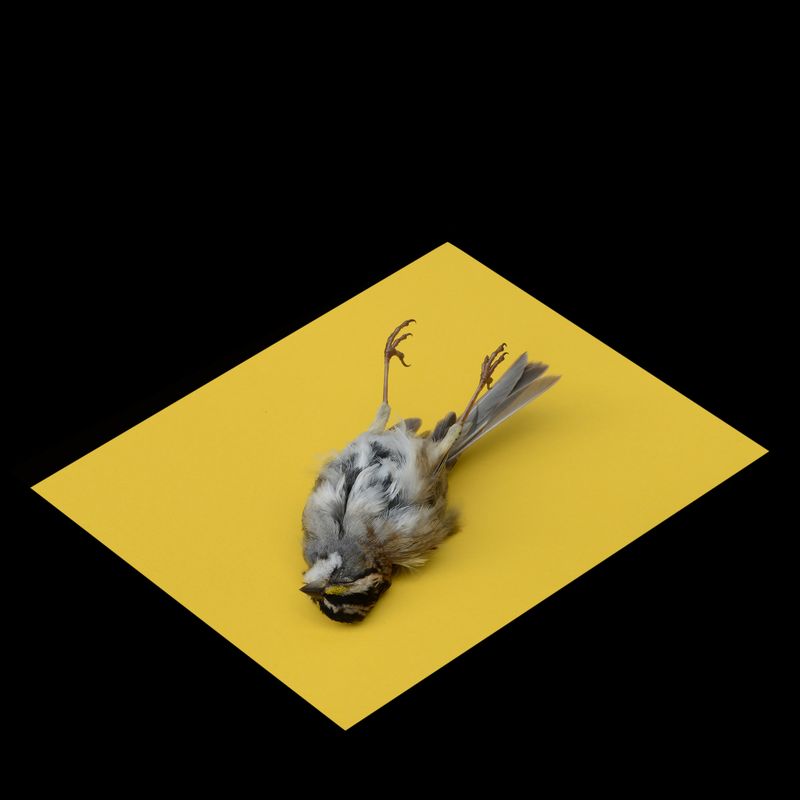 © Paula McCartney - Failed migration