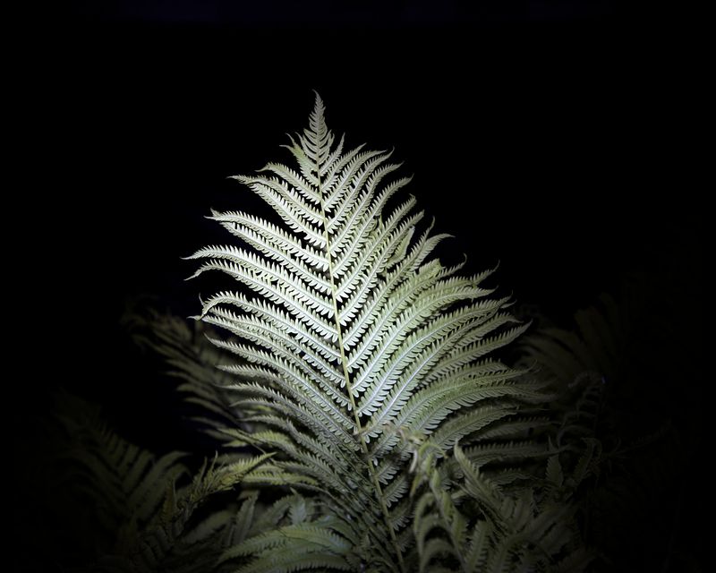 © Paula McCartney - Fern