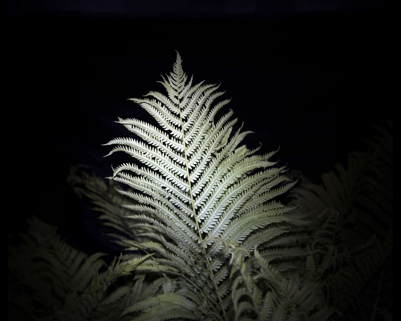 © Paula McCartney - Fern