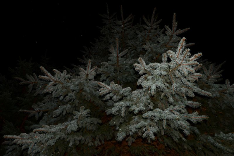 © Paula McCartney - Snowfall