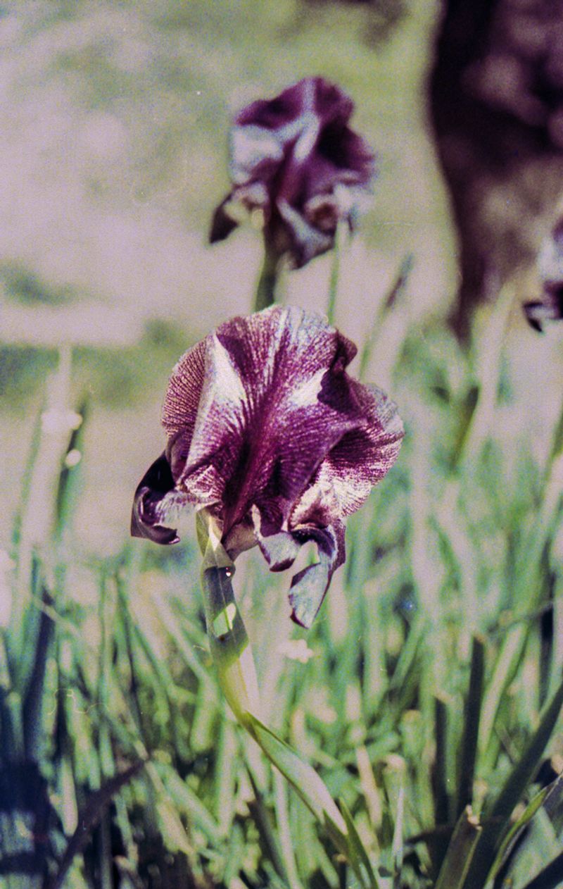 © Durrah Al Afyouni - Image from the Passing / عبور photography project