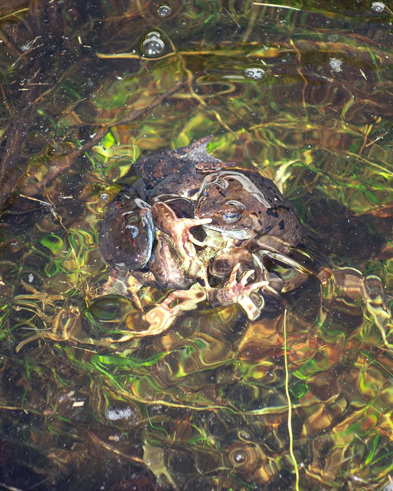 © Loïsà Gatto - Image from the Frogs Reproduction photography project