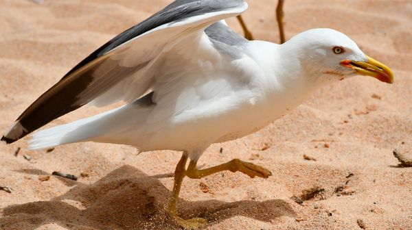 © AVAMPOSTI CULTURALI  |  DIDEMAIMAGES - Image from the In perpetual flight, I brush against life photography project