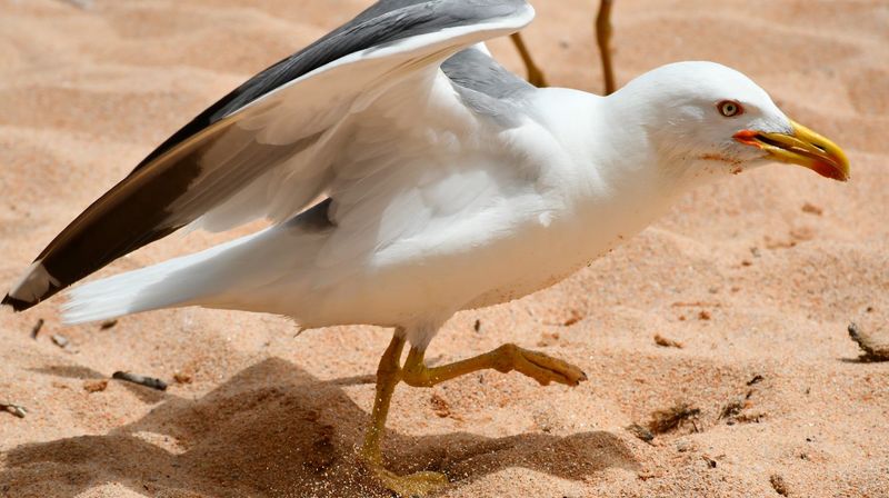 © AVAMPOSTI CULTURALI  |  DIDEMAIMAGES - Image from the In perpetual flight, I brush against life photography project