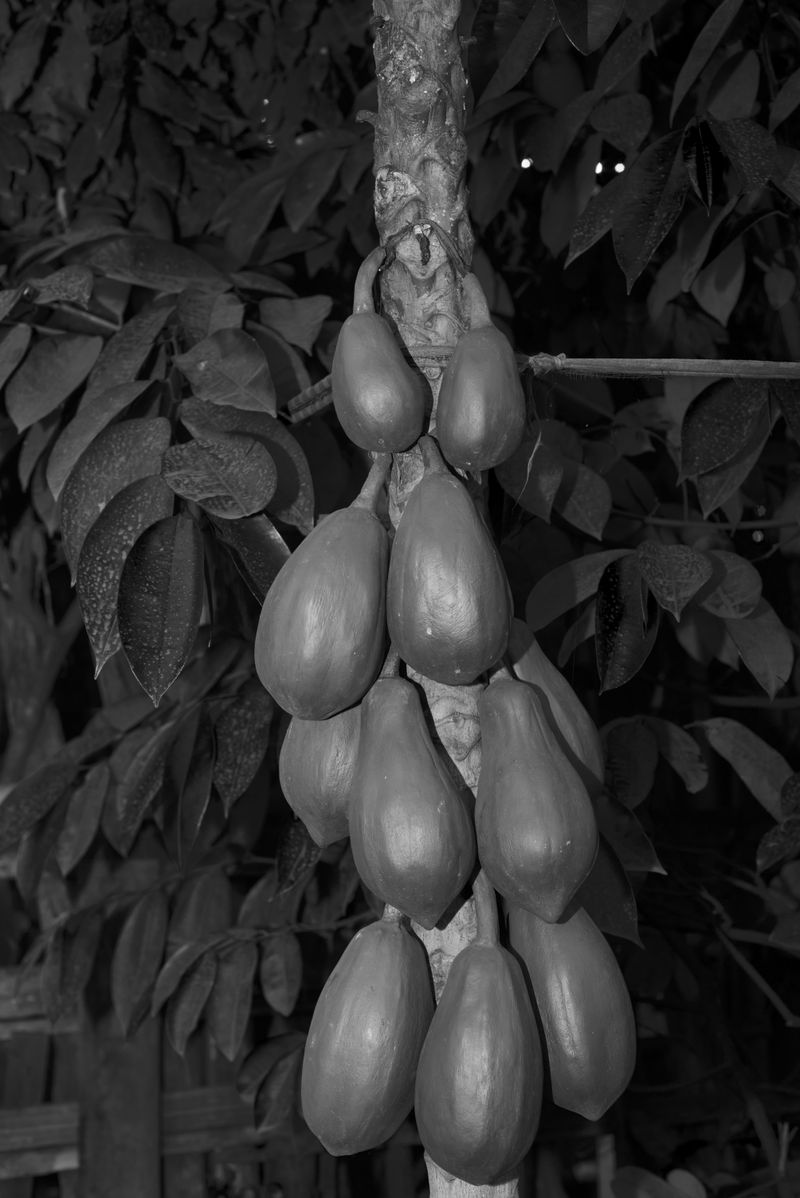 © Priyadarshini Ravichandran - Image from the Surge photography project