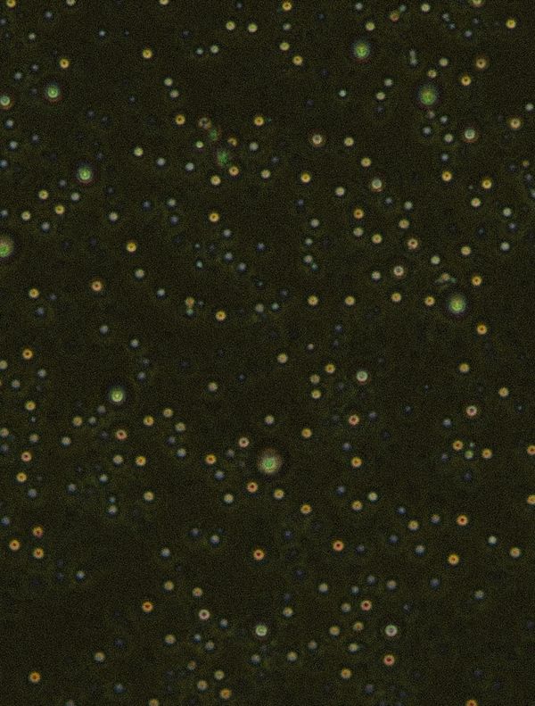 © Jagoda Wiśniewska - Image from the MLEKO photography project