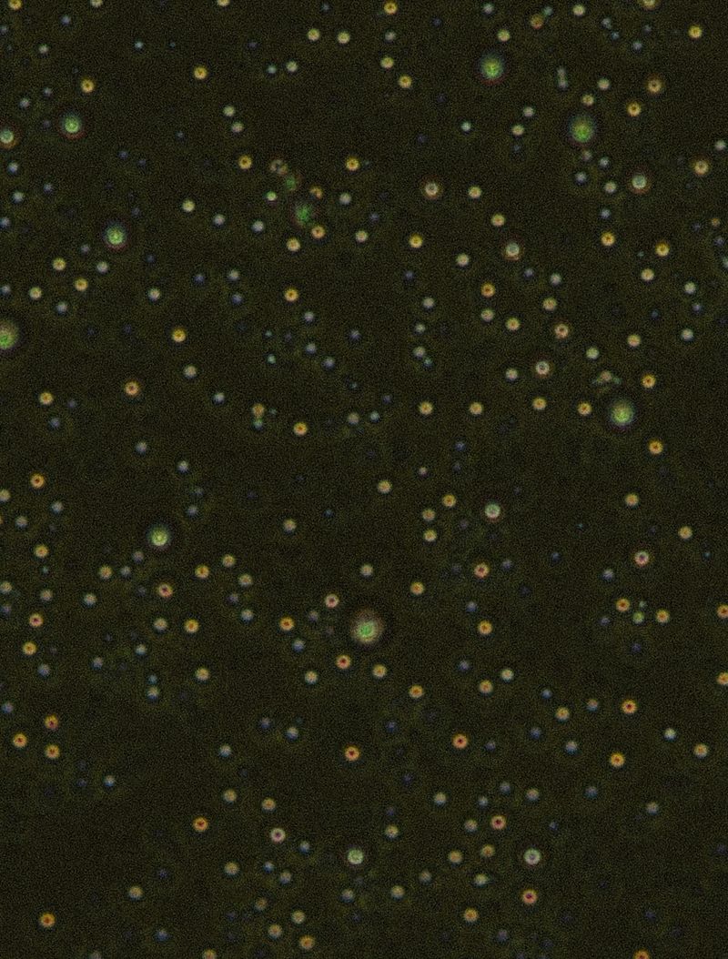 © Jagoda Wiśniewska - Image from the MLEKO photography project