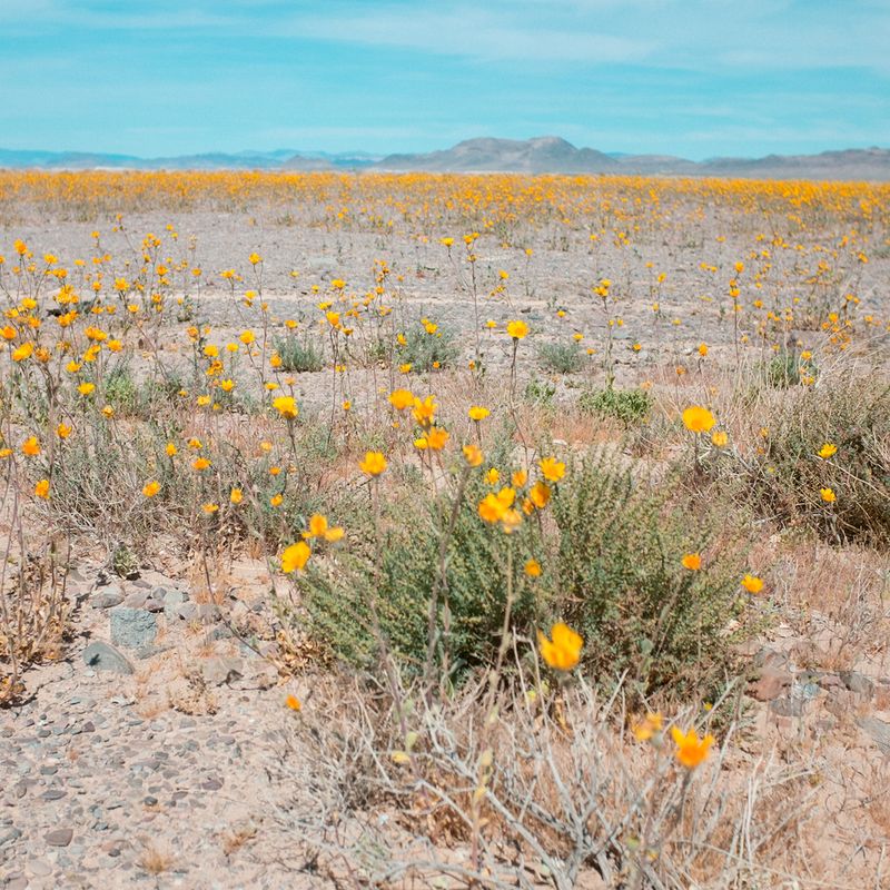 © Alana Celii - Super Bloom, 2016