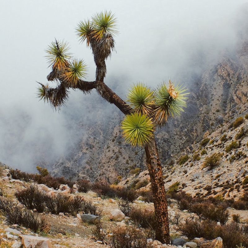 © Alana Celii - Joshua Tree, 2017