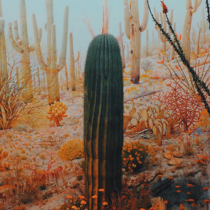 © Alana Celii - Saguaro Desert, 2018