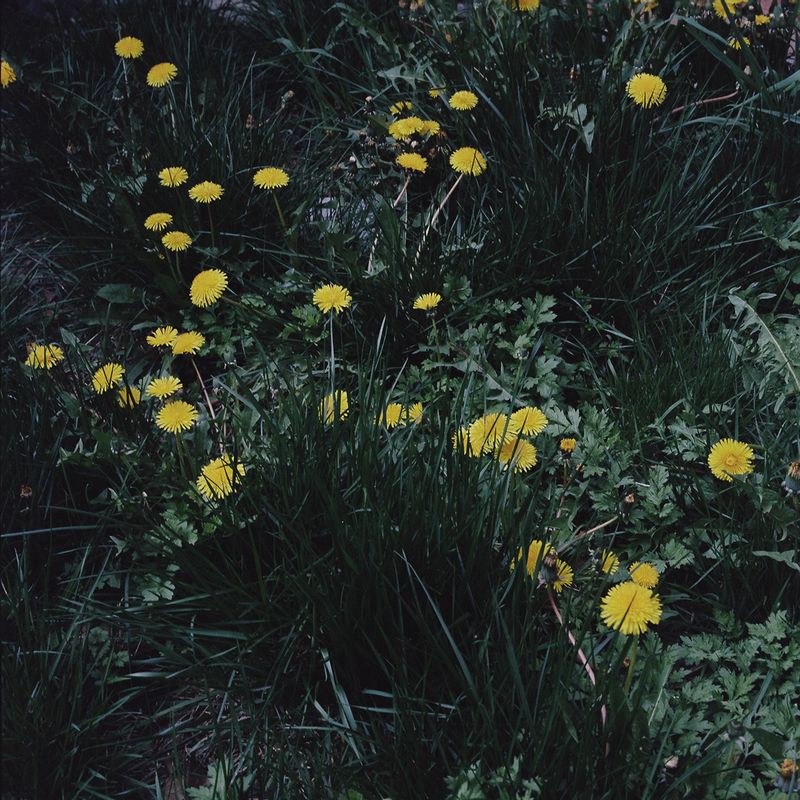 © Alana Celii - Dandelions, 2013