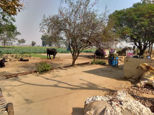 © Prateek Shankar - Image from the Bad Trip Cotton photography project