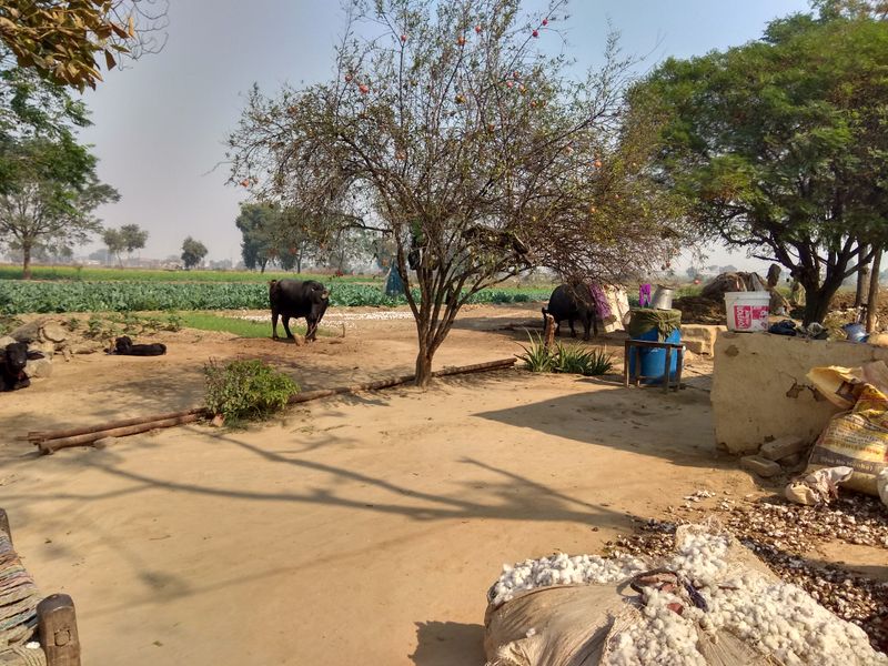 © Prateek Shankar - Image from the Bad Trip Cotton photography project