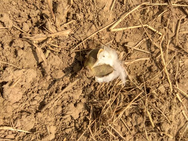 © Prateek Shankar - Image from the Bad Trip Cotton photography project