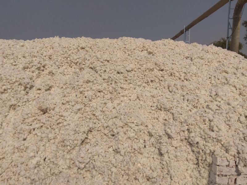 © Prateek Shankar - Image from the Bad Trip Cotton photography project