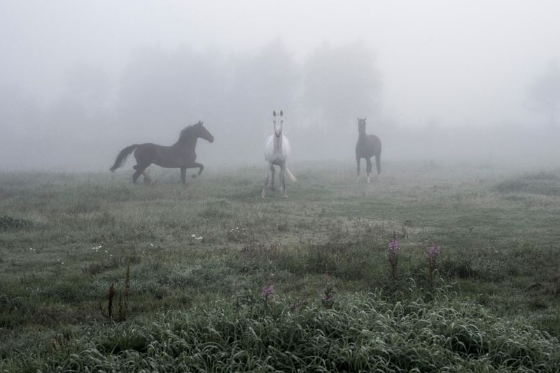 © Anita Petra Hamremoen - Moment