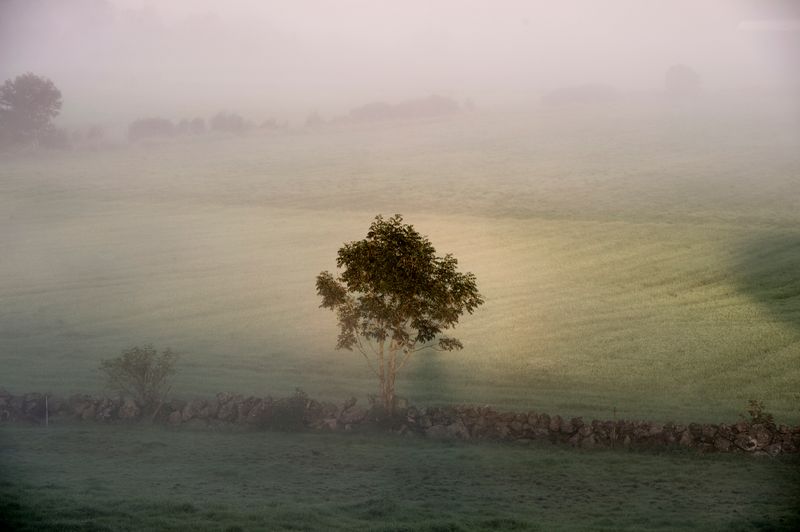 © Anita Petra Hamremoen - The Tree