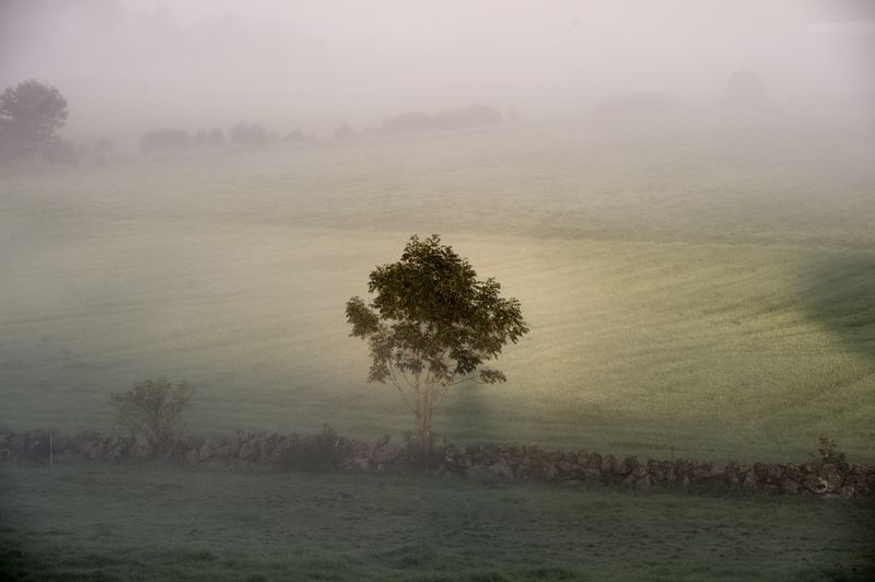 © Anita Petra Hamremoen - The Tree
