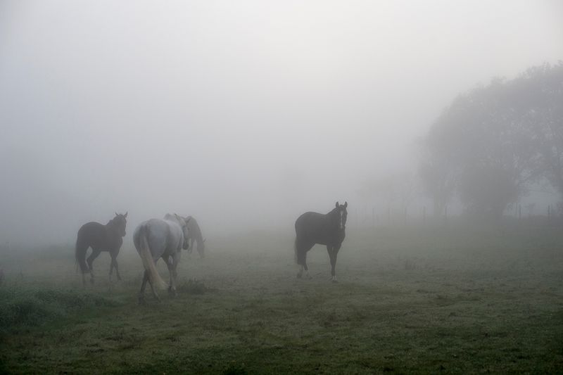 © Anita Petra Hamremoen - Light, Light morning
