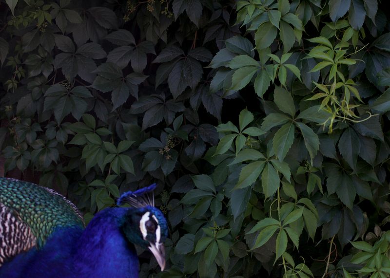 © Petra Vlčková - Image from the Thai tale photography project