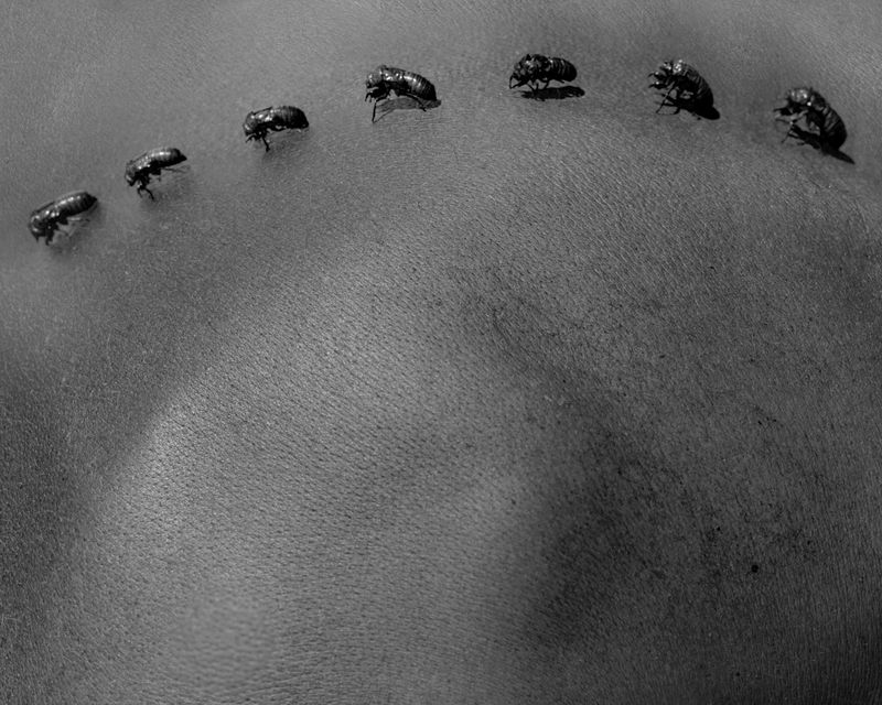 © Kaitlyn Jo Smith - Cicadas on my Father's Back