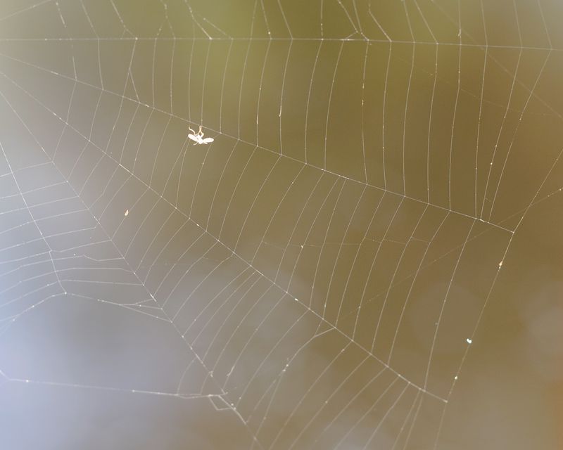 © Kaitlyn Jo Smith - Web (Benton Bridge)