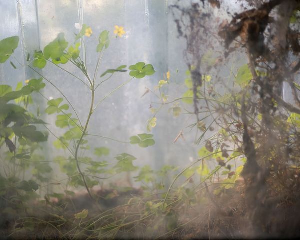 © Kaitlyn Jo Smith - Clovers Through Basement Window (Grandmother's House)