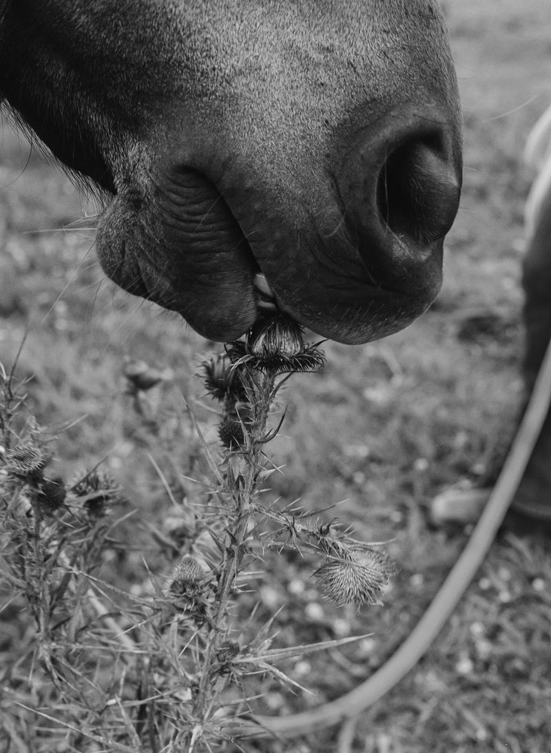 © Shannon Cavarocchi - Image from the Horse Girl photography project