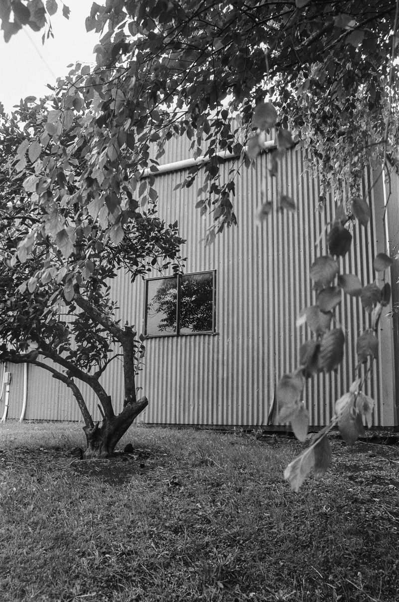 © Shannon Cavarocchi - Image from the Horse Girl photography project