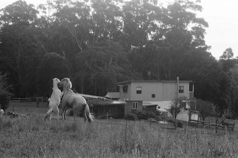 © Shannon Cavarocchi - Image from the Horse Girl photography project