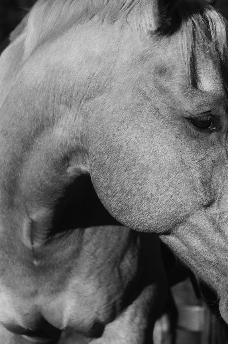 © Shannon Cavarocchi - Image from the Horse Girl photography project