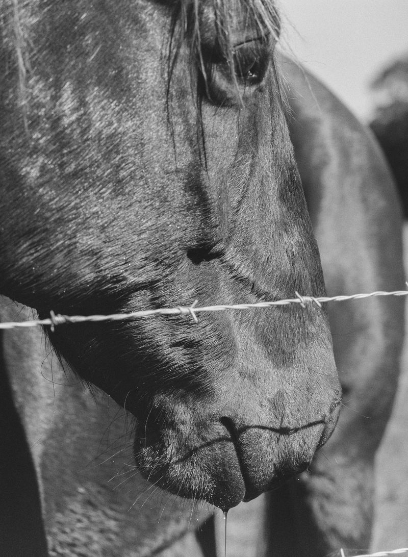 © Shannon Cavarocchi - Image from the Horse Girl photography project