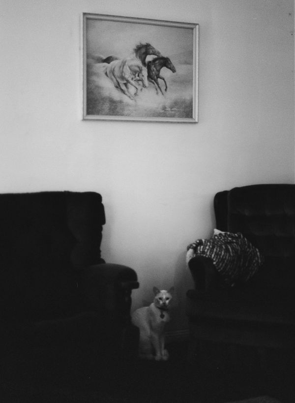 © Shannon Cavarocchi - Image from the Horse Girl photography project