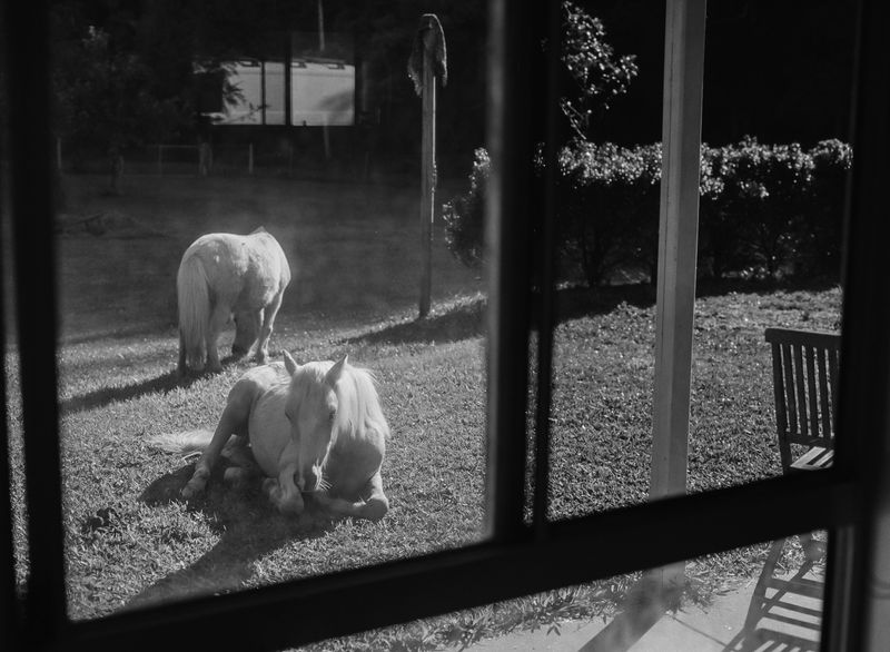 © Shannon Cavarocchi - Image from the Horse Girl photography project