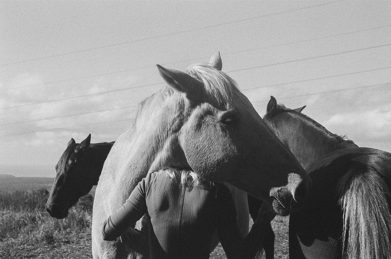 © Shannon Cavarocchi - Image from the Horse Girl photography project