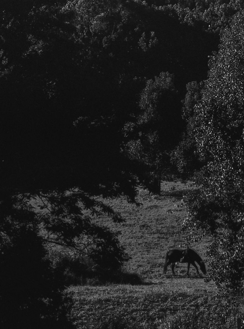 © Shannon Cavarocchi - Image from the Horse Girl photography project