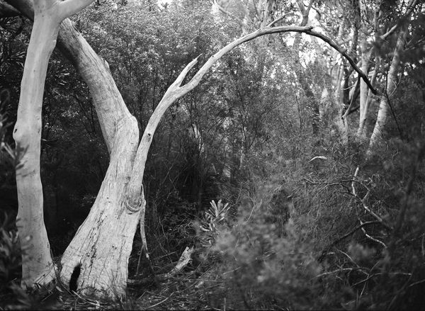 © Shannon Cavarocchi - Image from the Song for the Siren photography project